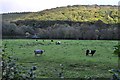 Mid Devon : Cows Grazing