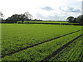 Fields south of Eaton House Farm