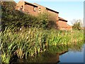 Bulrushes along the towpath, Misterton