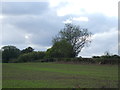 Farmland, Edingley