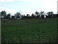 Farmland off Newhall Lane