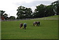 Horses, Penquite Farm