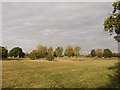 Round clump of trees in Ashburton Playing Fields