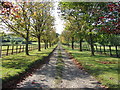 Tree Lined Drive