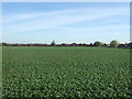 Farmland near Retford