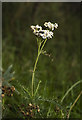 Dune flower