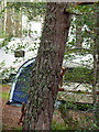 NH9110 : Red squirrels at the Rothiemurchus campsite, Coylumbridge by Phil Champion