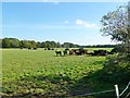 Midgham Farm, cattle grazing