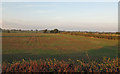 Arable fields, north of B1010