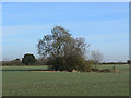 Pond near Bank Farm