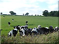 Harbridge, calves