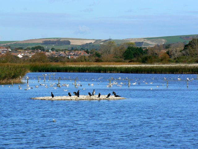 Waterbirds, Radipole Lake Nature Reserve, Weymouth