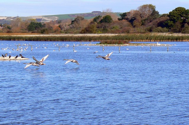 Waterbirds in flight, Radipole Lake Nature Reserve, Weymouth