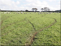SS6440 : Grazing sheep, near Hunnacott by Roger Cornfoot