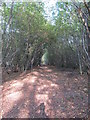 Path through Felland Copse