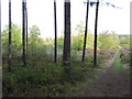 Peafield Plantation - Footpath leaving the pines