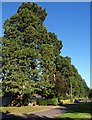 Redwoods, The Leazes, Chaldon