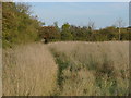 Footpath, Oakley Green