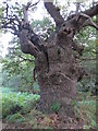 TM3550 : Pollarded Oak by Roger Jones