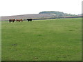 Cattle at Courthill