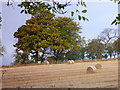 More bales at Easter Ardross