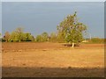 Early morning, autumn, near Markfield Farm