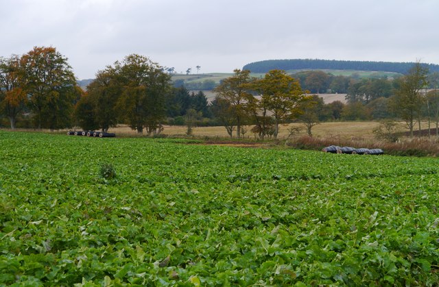 Turnip Field Near Clerkenville © James T M Towill cc-by-sa/2.0 ...