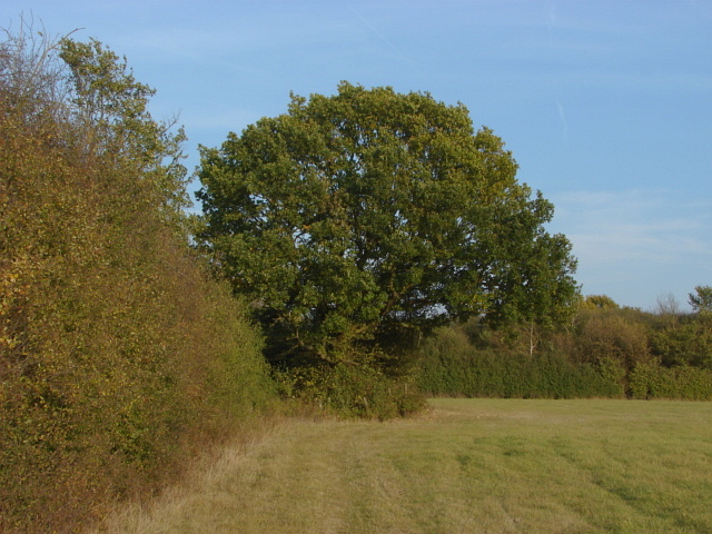 Hedgerow Oak