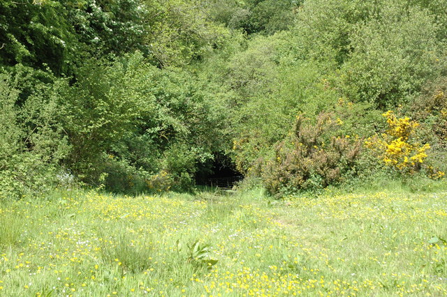 Overgrown entrance to Lissummon Railway tunnel