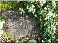 SJ5367 : Inscription on the "German Wall" above Willington Wood by David Smith
