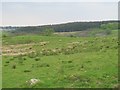 Rough pastures around Farmat Sike