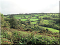 Pasture in the Afon Clettwr valley