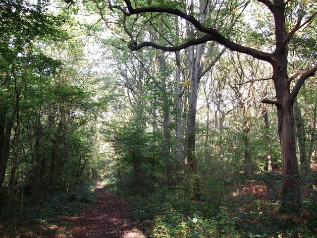 Vanguard Way in Selsdon Wood (4) © David Anstiss cc-by-sa/2.0 ...