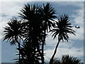 SZ0890 : Bournemouth: palm tree in silhouette by Chris Downer