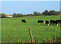 2011 : Cattle near Park