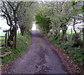 Lane to New Farm, Penyrheol