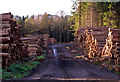 Forestry operations near Dunblane