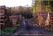 NN7900 : Forestry operations near Dunblane by William Starkey