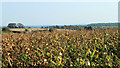 2011 : Field of maize east of Highfield Lane