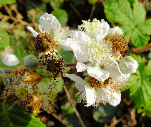 Bramble flowers © Jonathan Kington cc-by-sa/2.0 :: Geograph Britain and ...