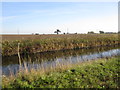 Drinsey Nook - Fossdyke Navigation