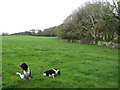 Fields above Plas Tirion drive