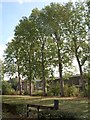 Churchyard trees, Walworth