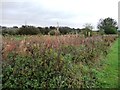 Autumnal colours along the towpath boundary