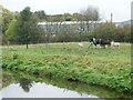 SK6078 : Horses and donkeys grazing alongside the canal by Christine Johnstone