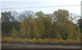 Woodland beside railway, Thirsk