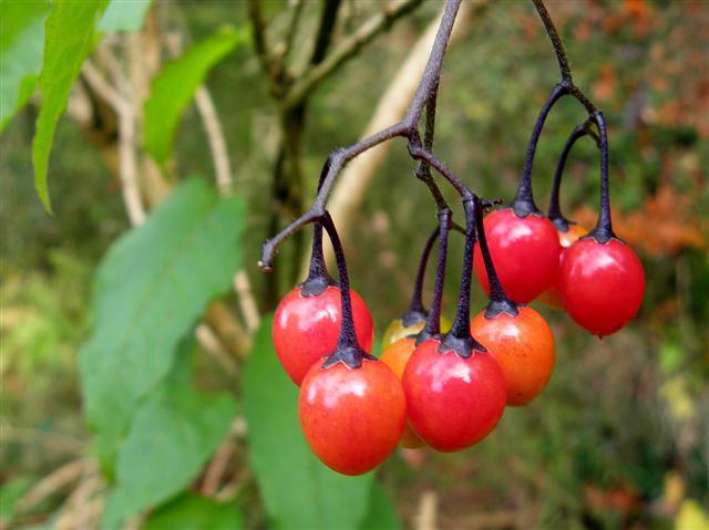 Solanum dulcamara , Cranny