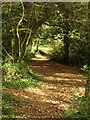 Path, Brunel Woods