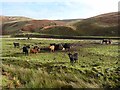 NS8015 : Cattle by the Crawick Water by Oliver Dixon