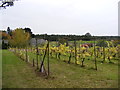 Staverton Vineyard